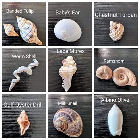 Shell identification by Pauline Weakley | Sea shells, Seashell ...