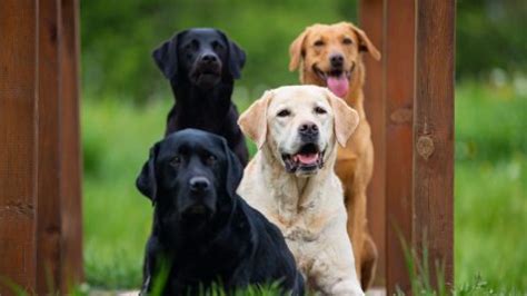 Image result for Labrador Retriever All Colors