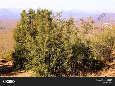 Chaparral Plants Image & Photo (Free Trial) | Bigstock
