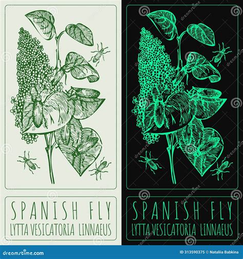 Vector Drawing SPANISH FLY. Hand Drawn Illustration Stock Image ...
