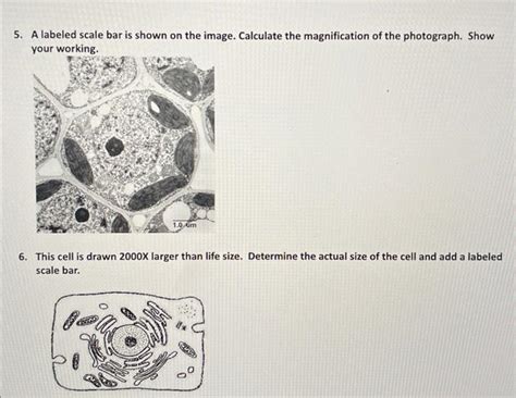Image result for Scale Bar Magnification