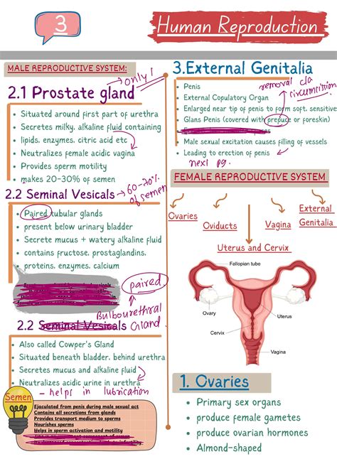 Image result for Isinamuva Human Reproduction Notes