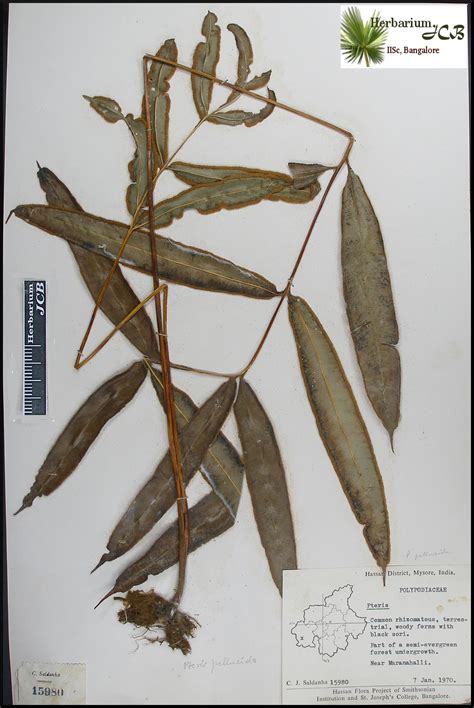 Herbarium JCB