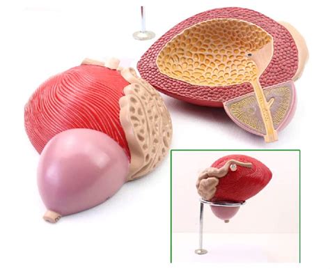 Buy REXGEL Educational Model, Human Bladder Prostate Model, 3 Times ...