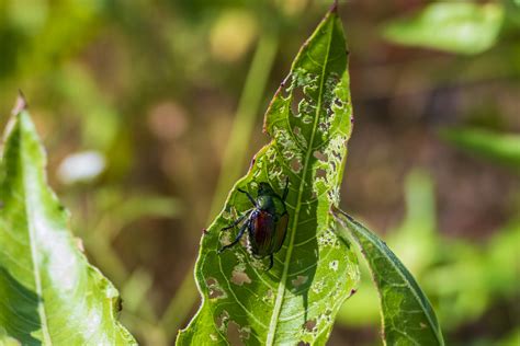 7 Effective Japanese Beetle Control Methods - The Bug Agenda