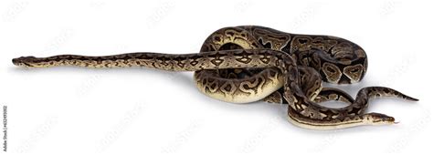 Pythonidae Morphs 的图像结果