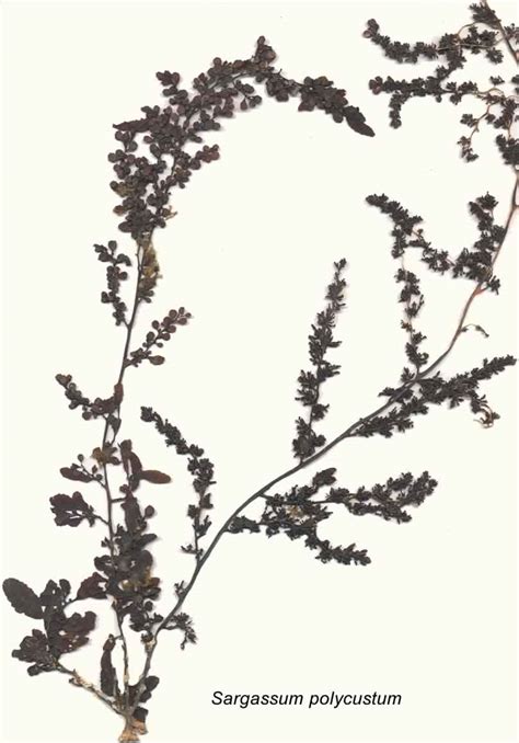 Sargassum polycystem