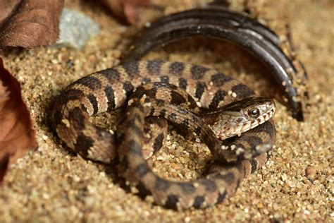 Snakes of North Carolina | Flickr
