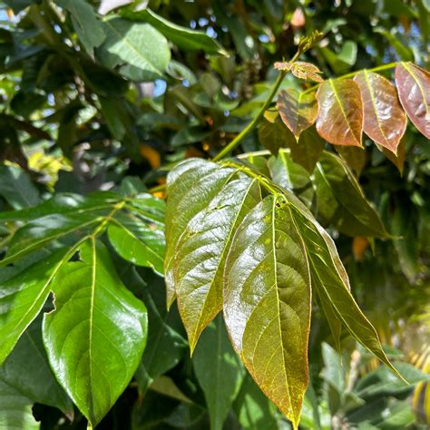 Ice Cream Bean Tree (Inga Edulis) | Tyler Farms