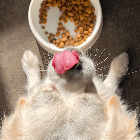 Will Cat Food Hurt Dogs If They Eat It