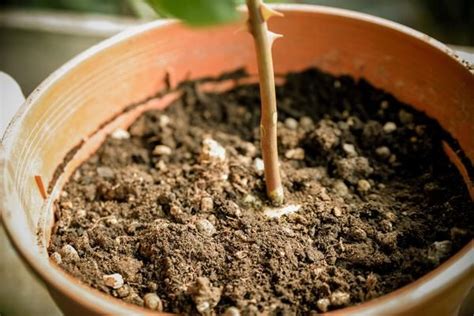 Image result for How to Propagate Roses Using Potatoes