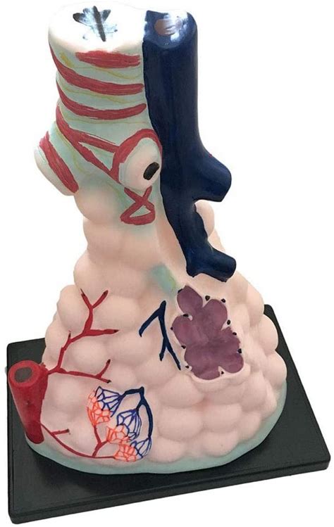 Buy Alveolar Model, Regularity of Pulmonary Vascular Circulation 1/6 ...