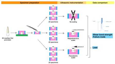 Shear Bond Strength and Mode of Failure of Polypropylene Fibers in Orthodontic Flash-Free Adhesive