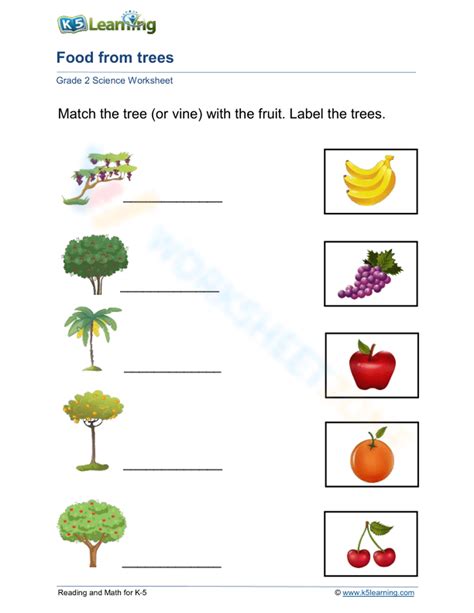 Image result for Tree Drawing Worksheet