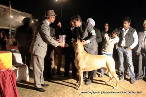 PaquinGreatDanes.in noida up