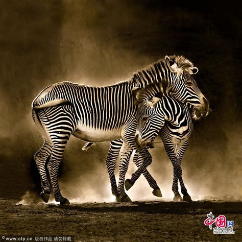 Registration | Zebras, Africa animals, Zebra pictures