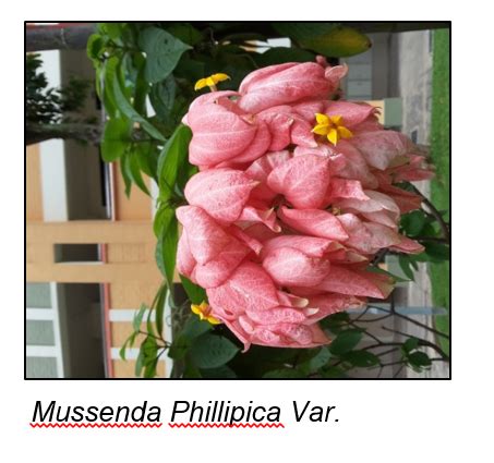 MUSSAENDA (Mussaenda erythrophylla): PLANT WITH MIRACULOUS PROPERTIES ...