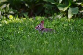 Image result for Speedy Jenny Baby Bunny Bellies