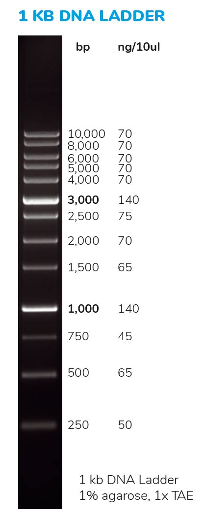 1 Kb DNA Ladder Ready To Load, 50 Ug
