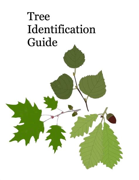 Tree Identification Guide 的图像结果