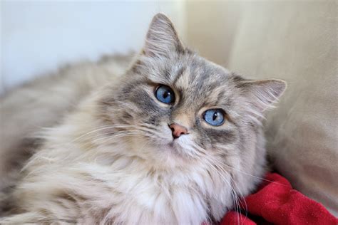 Domestic Long Haired Cat