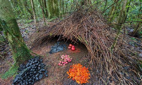 The 11 Most Impressive Bird Nests