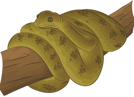 Image result for Biggest Scrub Python