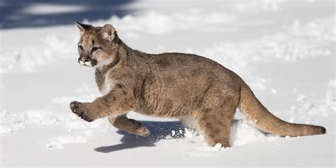 Mountain Lion Adaptations - adaptations of lion
