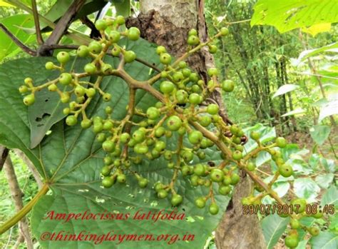 Medicinal Plant Details