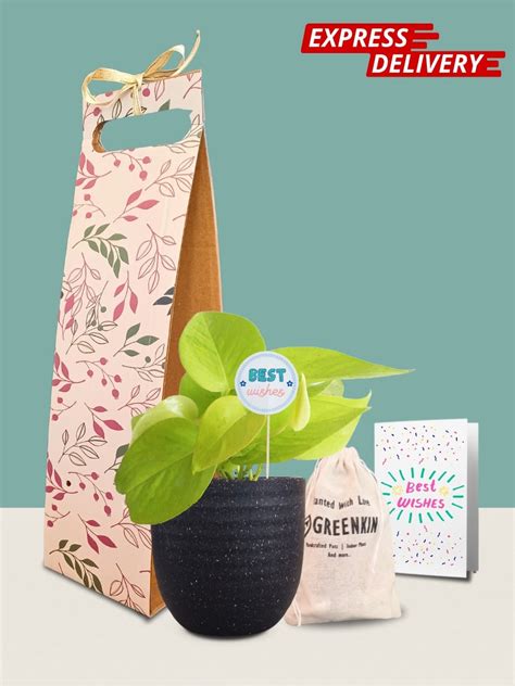 Money Plant Golden Gift in Eco Pot (Small) – Greenkin