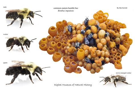 Pin de Norbert Fahrenkrug em Bienen | Zoologia, Natureza, Arte do ...