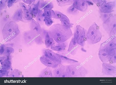 Cheeks Cells Under a Compound Microscope 的图像结果