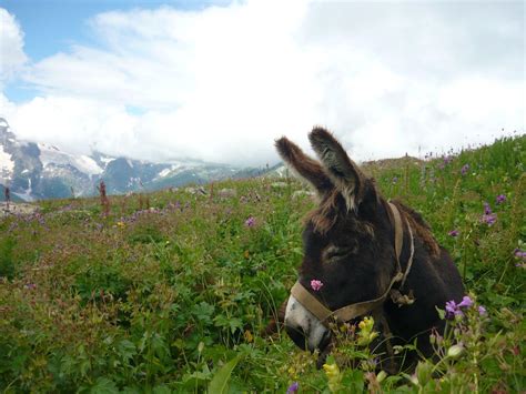 Donkey Wallpapers - Wallpaper Cave