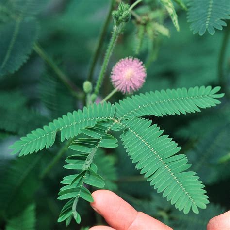 Mimosa Pudica Sensitive Plant No Touch Premium Seed Packet Great for ...