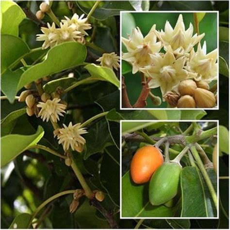 Bakul / Indian Medlar / Mimusops elengi - Avenue Trees– Exotic Flora