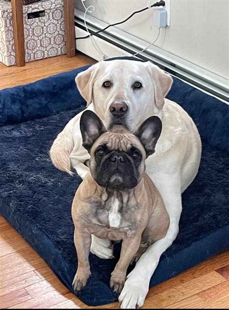 Couple Whose Airbnb Host Canceled Over Veteran’s Service Dog Receives ...