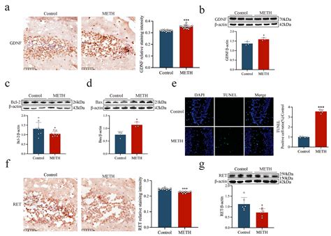 Role of RET-Regulated GDNF-GFRα1 Endocytosis in Methamphetamine-Induced ...