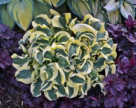 Hostas: How to Plant, Grow and Care for Hostas | HGTV