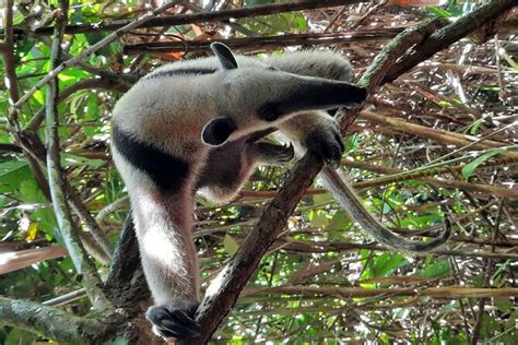 Corcovado National Park 2-Day Small-Group Hiking Tour 2024 - Puerto ...