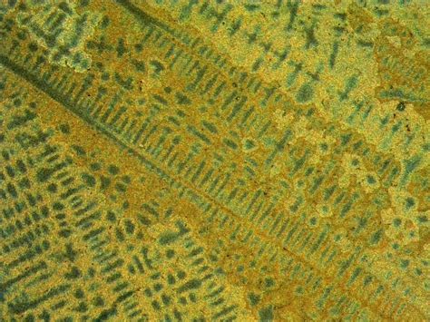 Image result for Engineering Science Microstructure of Metals