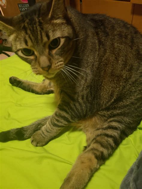 Paws 4 A Cure is an all-volunteer 501(c)(3) nonprofit organization that ...