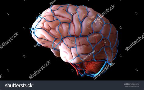 Science Brain 的图像结果