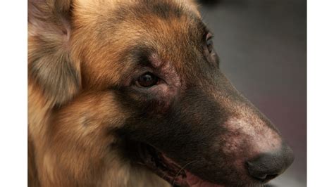 Can Dogs Have Allergies? | Dog Product Picker