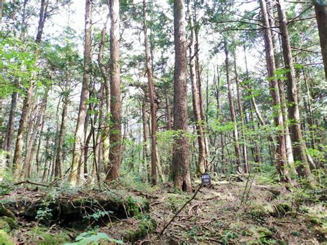 富士山 的图像结果