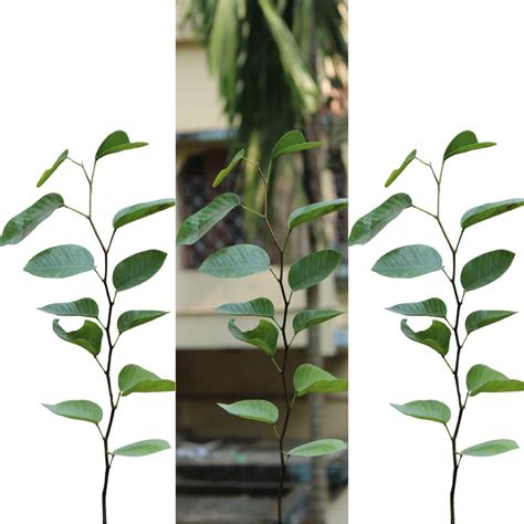 Red sandal tree live plant | live plant for red sandal tree pack of 3 ...