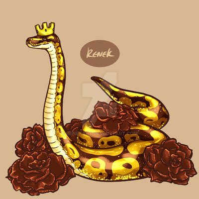 Image result for Royal Ball Python