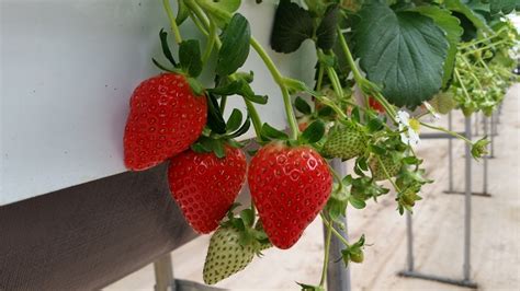 草莓栽培技术要点 - 知乎