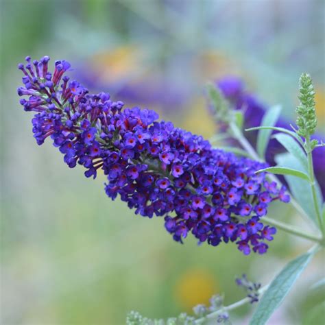Butterfly Bush Spring Pruning at Jane Mcgary blog
