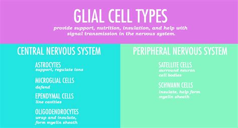 Image result for Crash Course Nervous System