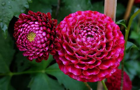 Dahlia Chick A Dee – dahliasnz.com